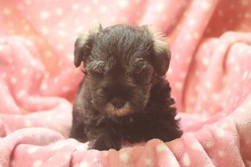 ミニチュアシュナウザー　ブリーダー 子犬専門店AngelWan 横浜