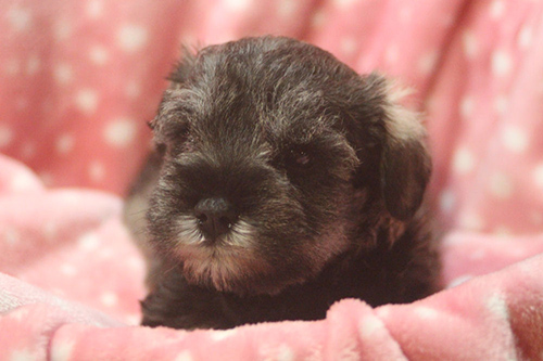 ミニチュアシュナウザー　ブリーダー 子犬専門店AngelWan 横浜