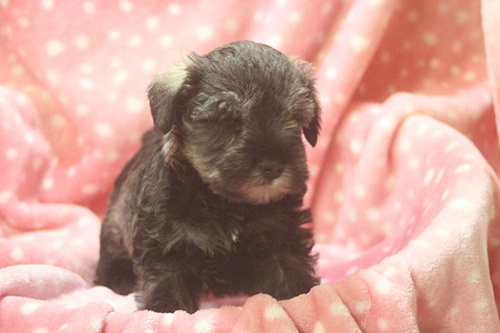 ミニチュアシュナウザー　ブリーダー 子犬専門店AngelWan 横浜