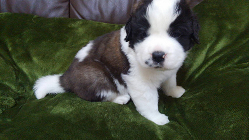 セントバーナード ブリーダー 子犬専門店AngelWan 横浜