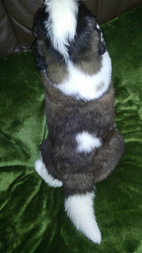 セントバーナード ブリーダー 子犬専門店AngelWan 横浜