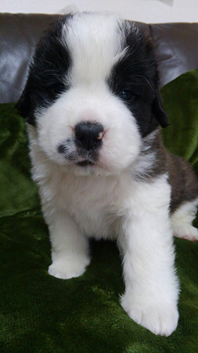 セントバーナード ブリーダー 子犬専門店AngelWan 横浜