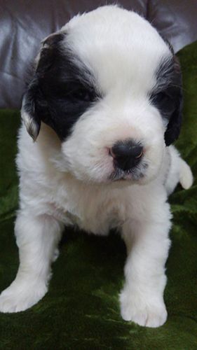 セントバーナード ブリーダー 子犬専門店AngelWan 横浜