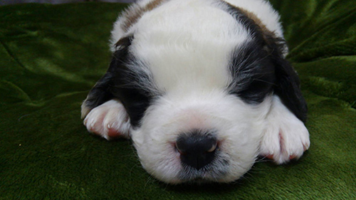 セントバーナード ブリーダー 子犬専門店AngelWan 横浜