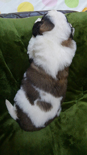 セントバーナード ブリーダー 子犬専門店AngelWan 横浜