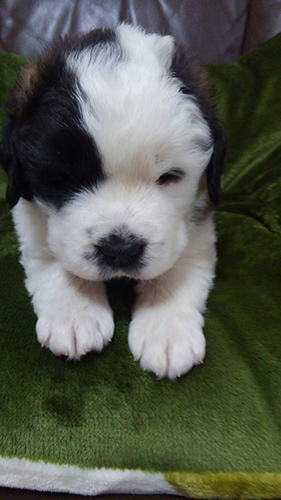 セントバーナード ブリーダー 子犬専門店AngelWan 横浜