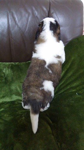 セントバーナード ブリーダー 子犬専門店AngelWan 横浜