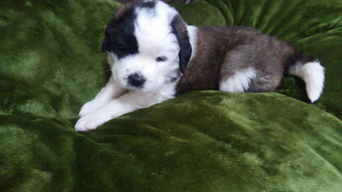 セントバーナード ブリーダー 子犬専門店AngelWan 横浜