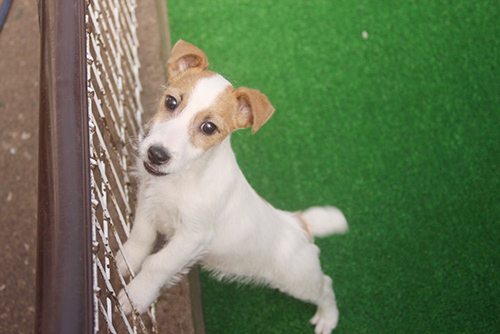 ジャックラッセルテリア ブリーダー 子犬専門店AngelWan 横浜