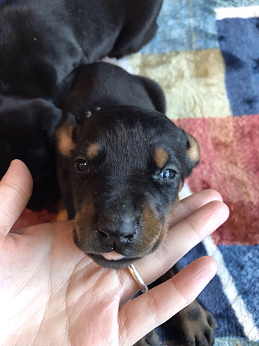 ドーベルマン ブリーダー 子犬専門店AngelWan 横浜
