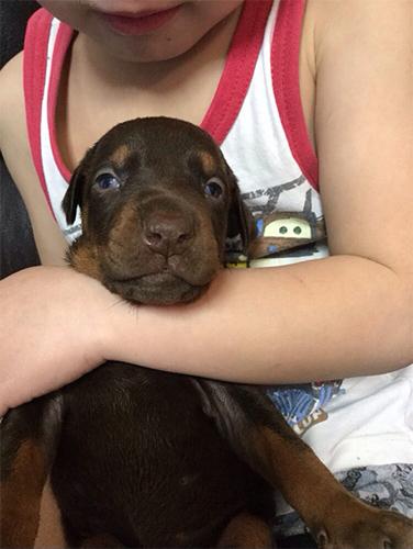 ドーベルマン ブリーダー 子犬専門店AngelWan 横浜