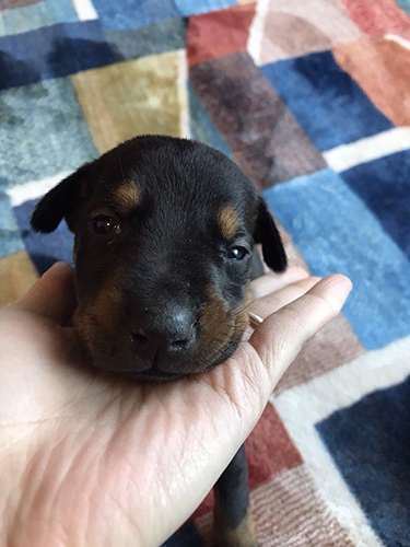 ドーベルマン ブリーダー 子犬専門店AngelWan 横浜