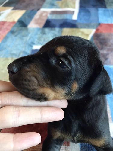 ドーベルマン ブリーダー 子犬専門店AngelWan 横浜