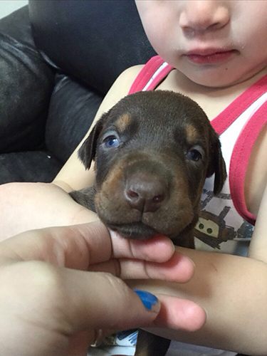 ドーベルマン ブリーダー 子犬専門店AngelWan 横浜