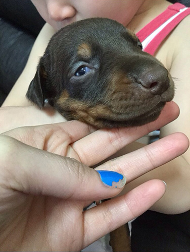 ドーベルマン ブリーダー 子犬専門店AngelWan 横浜