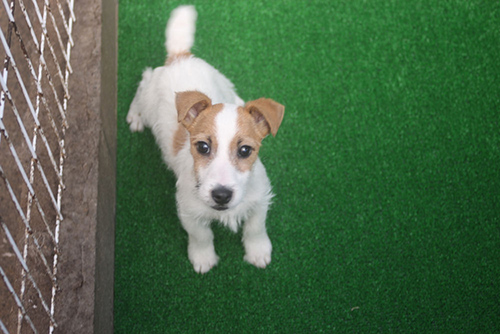 ジャックラッセルテリア ブリーダー 子犬専門店AngelWan 横浜