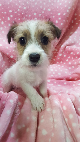 ジャックラッセルテリア ブリーダー 子犬専門店AngelWan 横浜