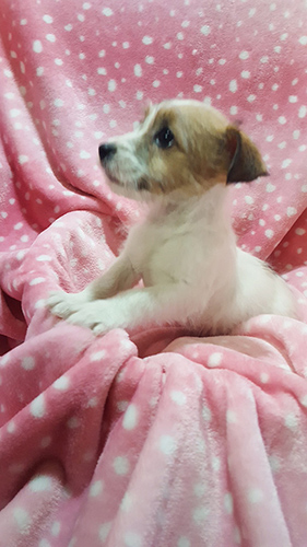 ジャックラッセルテリア ブリーダー 子犬専門店AngelWan 横浜