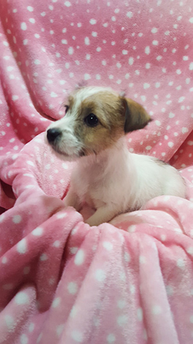 ジャックラッセルテリア ブリーダー 子犬専門店AngelWan 横浜