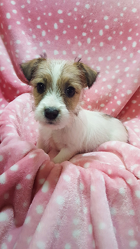 ジャックラッセルテリア ブリーダー 子犬専門店AngelWan 横浜