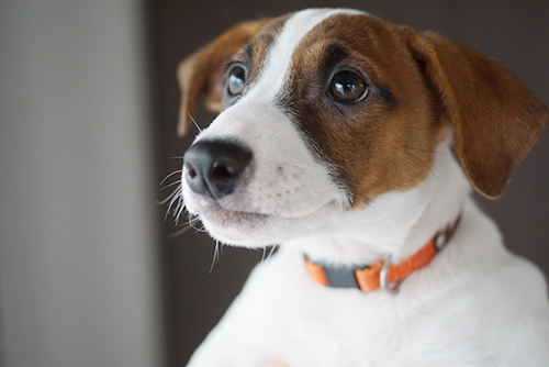ジャックラッセルテリア　ブリーダー 子犬専門店AngelWan 横浜
