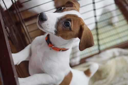 ジャックラッセルテリア　ブリーダー 子犬専門店AngelWan 横浜
