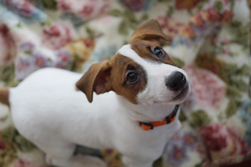 ジャックラッセルテリア　ブリーダー 子犬専門店AngelWan 横浜