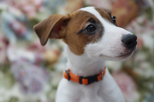 ジャックラッセルテリア　ブリーダー 子犬専門店AngelWan 横浜