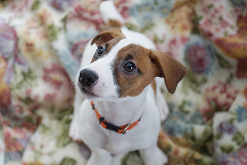 ジャックラッセルテリア　ブリーダー 子犬専門店AngelWan 横浜