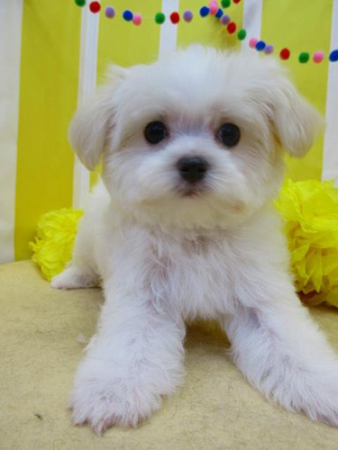 ミックス　ブリーダー 子犬専門店AngelWan 横浜