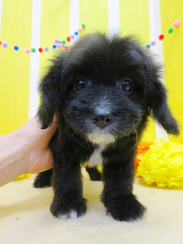 ミックス  ブリーダー 子犬専門店AngelWan 横浜