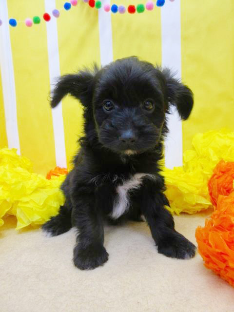 ミックス ブリーダー 子犬専門店AngelWan 横浜