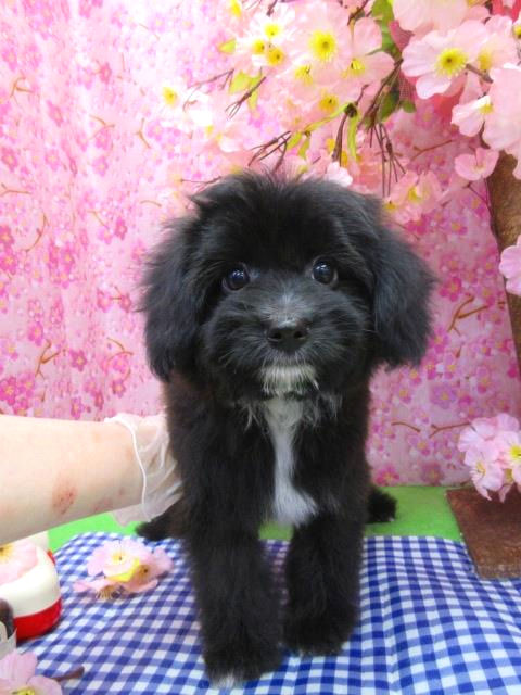 ハイブリッド　デザイン　ハーフ　犬