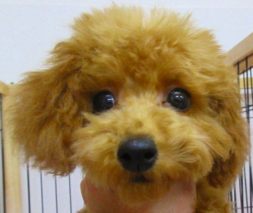 トイプードル ブリーダー 子犬専門店AngelWan 横浜