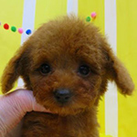 トイプードル　ブリーダー 子犬専門店AngelWan 横浜