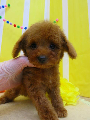 トイプードル　ブリーダー 子犬専門店AngelWan 横浜