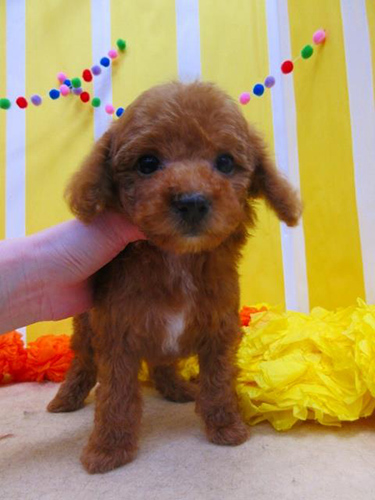 トイプードル　ブリーダー 子犬専門店AngelWan 横浜