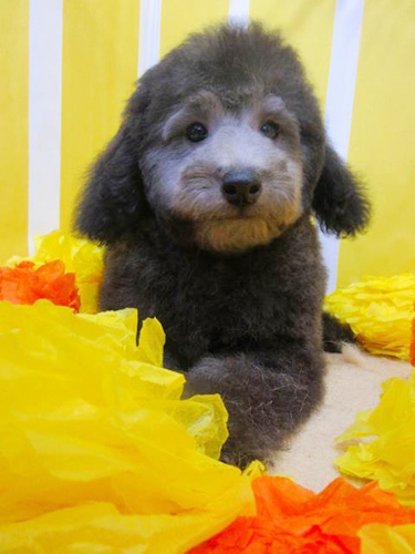 トイプードル ブリーダー 子犬専門店AngelWan 横浜