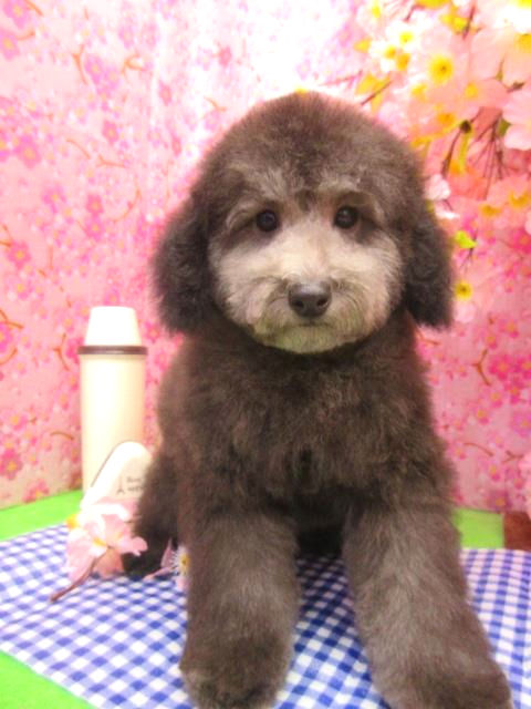 トイプードル　子犬直販　ブリーダー　ペットショップ