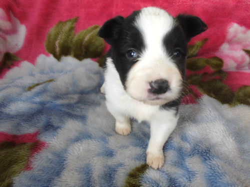 ボーダーコリー 子犬販売 関東