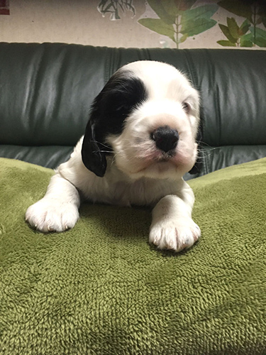 イングリッシュコッカースパニエル　ブリーダー 子犬専門店AngelWan 横浜