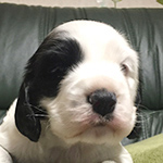 イングリッシュコッカースパニエル　ブリーダー 子犬専門店AngelWan 横浜