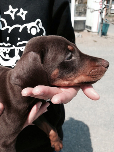 ドーベルマン　ブリーダー 子犬専門店AngelWan 横浜
