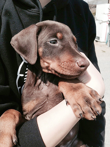 ドーベルマン　ブリーダー 子犬専門店AngelWan 横浜