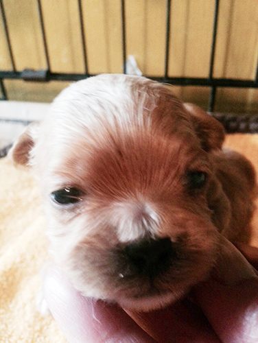 ミックス ブリーダー 子犬専門店AngelWan 横浜