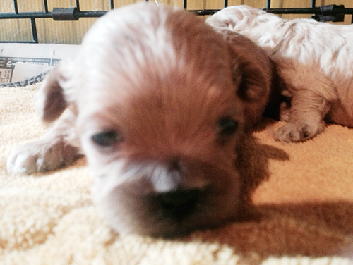 ミックス ブリーダー 子犬専門店AngelWan 横浜