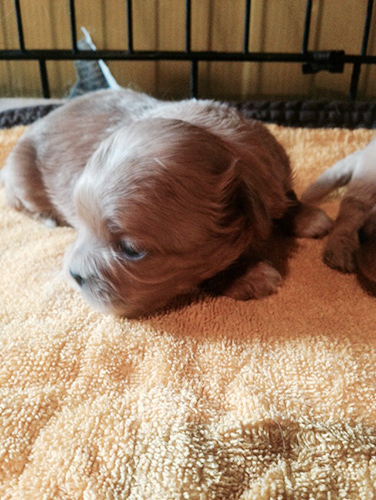 ミックス ブリーダー 子犬専門店AngelWan 横浜