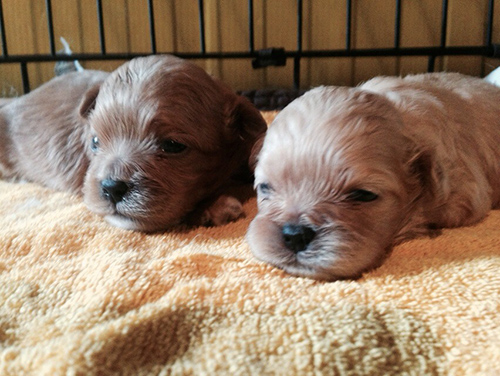 ミックス　ブリーダー 子犬専門店AngelWan 横浜