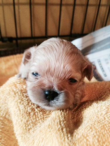 ミックス　ブリーダー 子犬専門店AngelWan 横浜