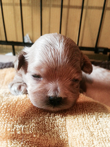 ミックス　ブリーダー 子犬専門店AngelWan 横浜